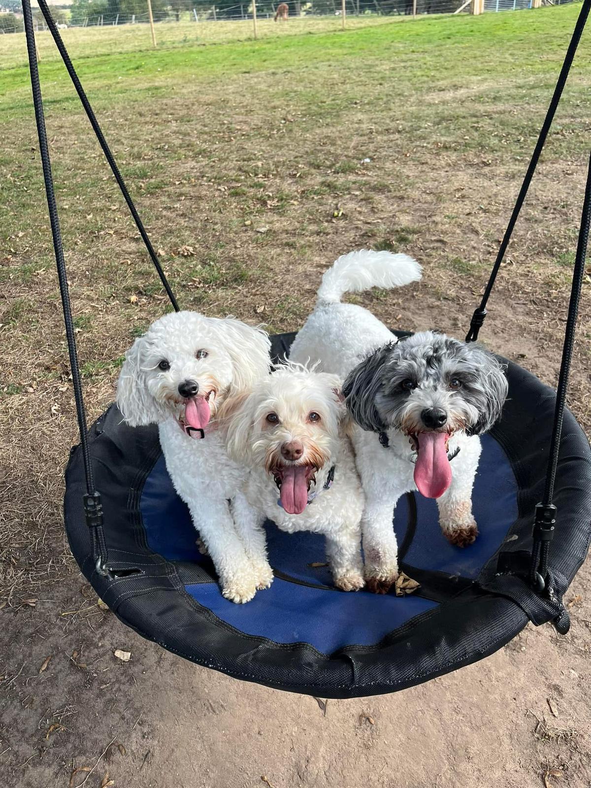 Mixed Dog September Socialisation Session Trial Event
