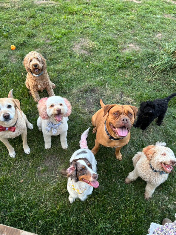 Mixed Dog September Socialisation Session Trial Event